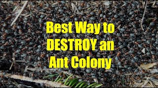 Best Way to Kill an Ant Colony [upl. by Bautista]