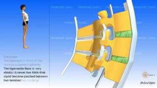 Arthrology of the spinal column the ligaments [upl. by Nohsed]