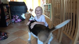 Cute dogs meet owners after long time  Dogs love family [upl. by Jaquelyn]