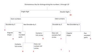 Dichotomous Key [upl. by Aynodal]