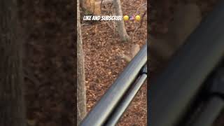 Giant Whitetail Buck in rut in Western North Carolina 🤣🤣🤣 [upl. by Cypro]