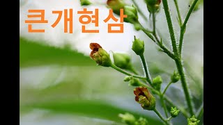 큰개현삼Kakuda Figwort [upl. by Dias]