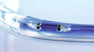 Zebrafish Development [upl. by Wane]