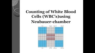 White blood cell WBCs count using Neubauer chamber 💉 [upl. by Xonel]