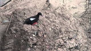 Black Guillemots Cepphus grylle swimming feeding flying [upl. by Ellison269]