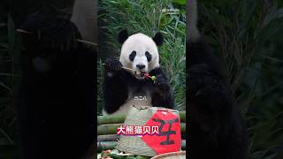 Precious Prince BEi BEi Loves Sweet Apples♥️🍎 🐼👑♥️😍 pandastory panda animal [upl. by Mylo904]