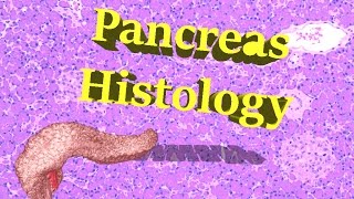 Pancreas Histology [upl. by Wearing]