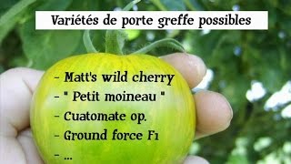 Comment greffer des tomates  greffe de tomate partie 1 [upl. by Gibun37]