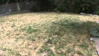 Lawn Aeration in Bellevue Washington [upl. by Arriaet525]