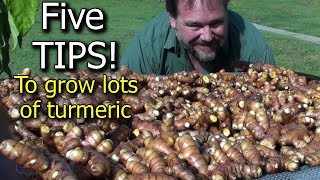 5 Tips How to Grow a Ton of Turmeric in Just 3 Square Feet Garden Bed [upl. by Velick518]