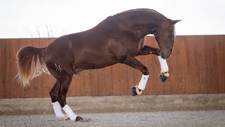 Horse for Sale  Stunning and promissing 167m Lusitano Stallion REF711 [upl. by Fitting]