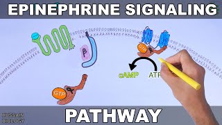 Epinephrine Signaling Pathway [upl. by Constancia]