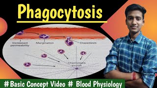 Phagocytosis  Blood Physiology LecturesMBBS hindi Ashish [upl. by Aveer]