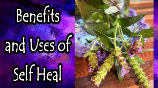 Benefits of Self Heal Prunella Vulgaris [upl. by Orlina]