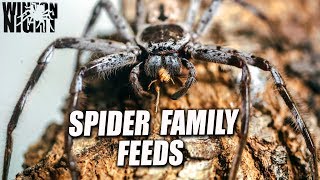 Spiders in Australia  Huntsman SPIDER Babies Update [upl. by Kurtz]