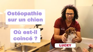 Ostéopathie sur un chien où estil coincé [upl. by Akimyt985]