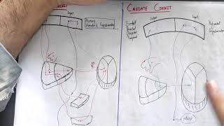 guyton 57 part 8putamen circuit caudate circuitclinical of basal ganglia motor Physiologyguyton [upl. by Anirod]