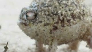 Worlds Cutest Frog makes weird sound [upl. by Mozza755]