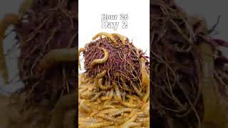 10000 MEALWORMS VS RAMBUTAN [upl. by Acila740]