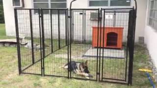 Welded wire dog kennel review [upl. by Ratcliff]