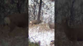 SHOOT OR PASS 2 EASTERN MONTANA mountains muledeer montana deer hunter hunting [upl. by Odie]