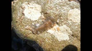 Marine Flatworm Hylocelis californica Malibu [upl. by Annaitat]