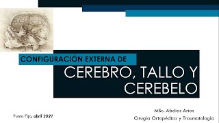 Configuración externa del Cerebro Cerebelo y Tallo encefálico Abr 21 [upl. by Natsyrt]