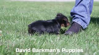 David Barkmans Yorkie Puppies [upl. by Thunell199]