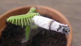 Carnivorous Plant Smoking a CIGARETTE 捕蠅草 [upl. by Gillett]