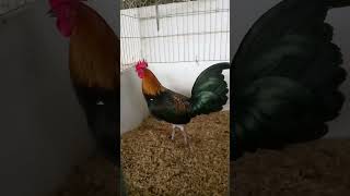 Un pollo gallino de buena descendencia entrando en arreglo 🔥🔥 [upl. by Lladnar501]