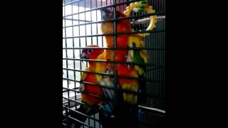 Sun Conures mating [upl. by Eisyak886]