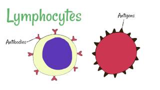 Cell Defence Lymphocytes and Phagocytes [upl. by Aikemot296]