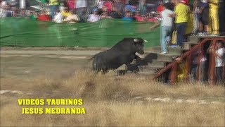 Valfermoso de TajuÃ±aToro Revolao 2018 [upl. by Lowndes]