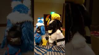 Megaplex 2024 Tail Wag Tuesday tailwagtuesday raycharles bluesbrothers dance furry tiktok [upl. by Gisser]