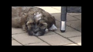 Havaneser WelpenHavanese puppies [upl. by Alocin333]