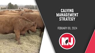 Proven Strategies for Daytime Calving amp Feeding Efficiency  Kacie McCarthy  February 09 2023 [upl. by Sinoda155]