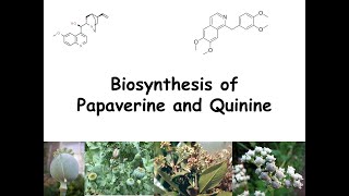 Biosynthesis of Papaverine and Quinine [upl. by Swehttam439]