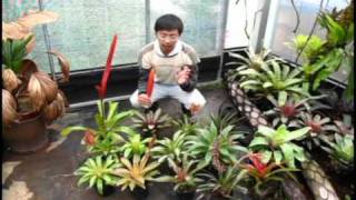 自由之森 Free Forest 鶯歌鳳梨介紹bromeliadsvrieseas introduction [upl. by Arther]