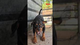 Dogs Barking In Funny Videos But Its 8D Audio [upl. by Nnayrrehs]