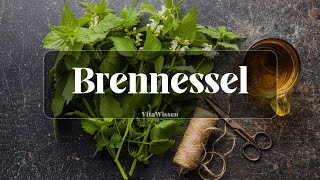 Brennnessel als Heilpflanze Entgiftung ImmunBooster amp mehr superfood vitamine gesundheit [upl. by Kos]