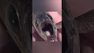 Cymothoa exigua shorts facts trending [upl. by Etnaid]