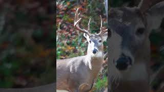 Sweet November Brings the Whitetail Rut whitetaildeer whitetailrut [upl. by Elaen]