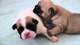 Französische Bulldoggen Welpen  2te Woсhe  French Bulldog Puppies two Week  щенки бульдога [upl. by Ileak]