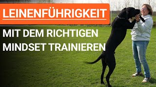 🐕 Mit dem richtigen Mindset die Leinenführigkeit beim Hund trainieren ➡️ Praxisvideo 🐕✔️ [upl. by Kirstin373]