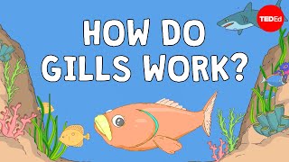 Why fish are better at breathing than you are  Dan Kwartler [upl. by Eerat]