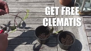 How to take cuttings from a clematis [upl. by Eidahs]