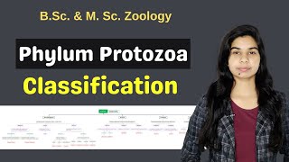 Phylum Protozoa  Classification  B Sc  M Sc  Zoology [upl. by Yrrab322]