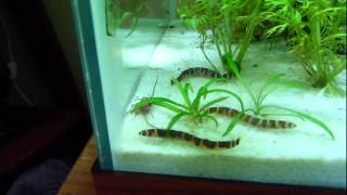 Kuhli Loaches and Blackworms [upl. by Otreblide]