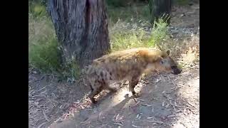 Spotted Hyena droppings are white in color [upl. by Nelaf196]