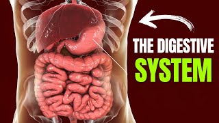 The Digestive System Simplified in 15 Minutes [upl. by Ahselyt725]